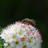 Méhcsípés kezelése házilag