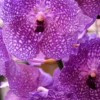 Trópusi orchidea gondozása házilag