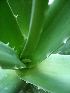 Aloe vera gél készítése házilag