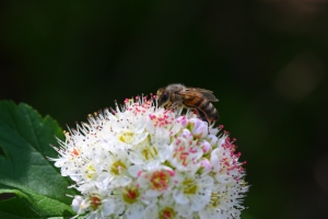 Méhcsípés kezelése házilag