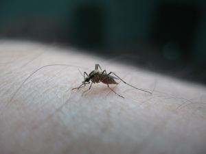 Szúnyogcsípés ellen házilag