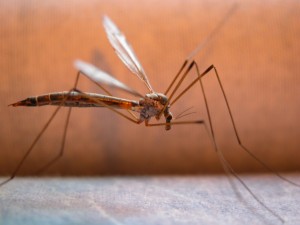 Szúnyogok ellen házilag
