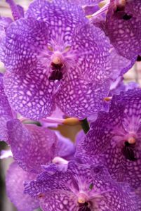 Trópusi orchidea gondozása házilag