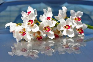 Trópusi orchidea szaporítása házilag