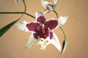 Trópusi orchidea átültetése házilag